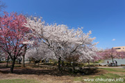 下岡崎近隣公園のさくら