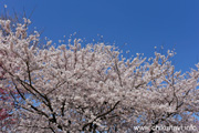 下岡崎近隣公園のさくら