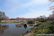 下岡崎近隣公園のさくら