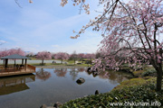 下岡崎近隣公園のさくら