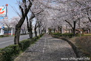 下岡崎近隣公園のさくら