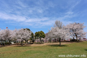 下岡崎近隣公園のさくら