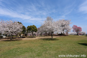 下岡崎近隣公園のさくら