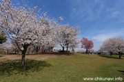 下岡崎近隣公園のさくら