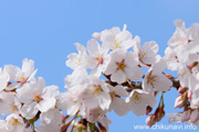 下岡崎近隣公園のさくら