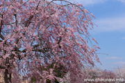 下岡崎近隣公園のさくら