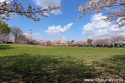 下岡崎近隣公園のさくら