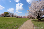 下岡崎近隣公園のさくら