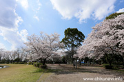 県西総合公園のさくら