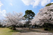 県西総合公園のさくら