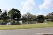 県西総合公園のさくら