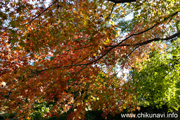 最勝寺の紅葉