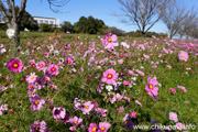 勤行川沿いのコスモス