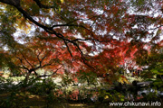 最勝寺の紅葉