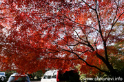 最勝寺の紅葉