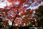 最勝寺の紅葉