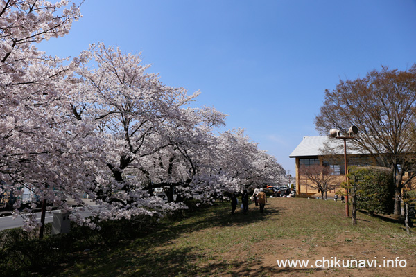 明野中央公園のさくら