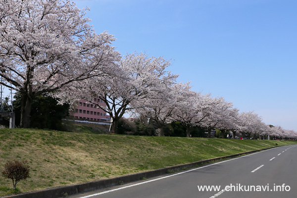 桜づつみ